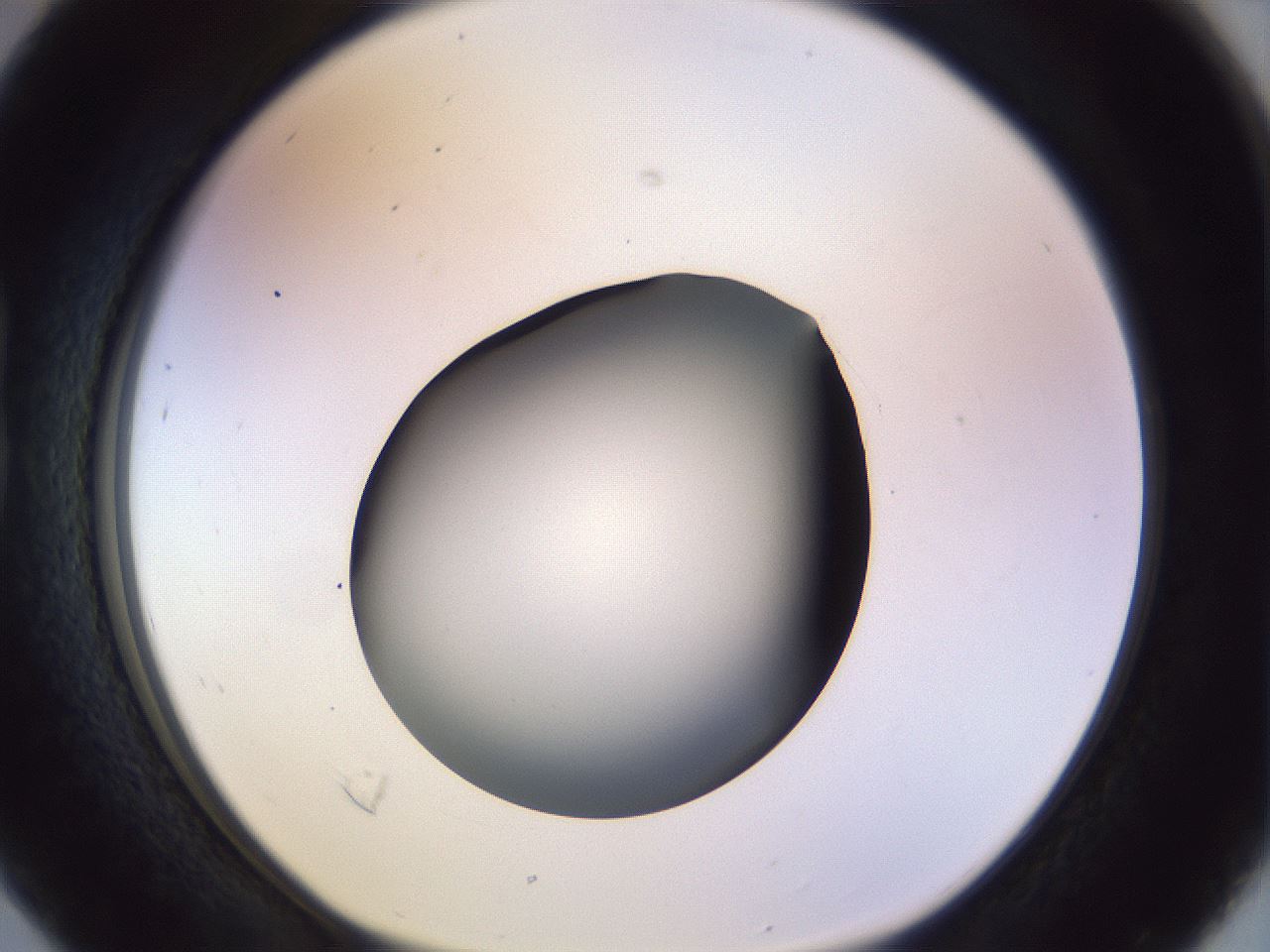 folderID451_plateID1451_batchID5526_wellNum16_profileID1_d1_r91819_ef.jpg