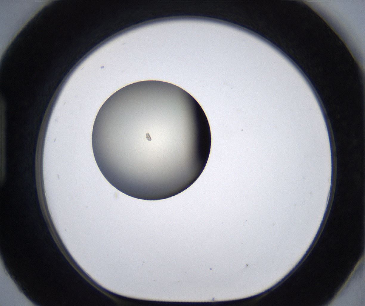 folderID202_plateID2202_batchID9973_wellNum93_profileID1_d1_r149459_ef.jpg