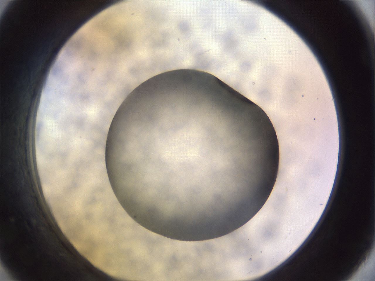 folderID451_plateID1451_batchID5526_wellNum21_profileID1_d1_r91824_ef.jpg