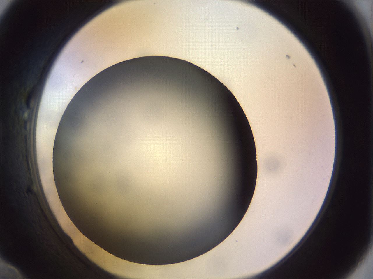 folderID451_plateID1451_batchID5526_wellNum22_profileID1_d1_r91825_ef.jpg