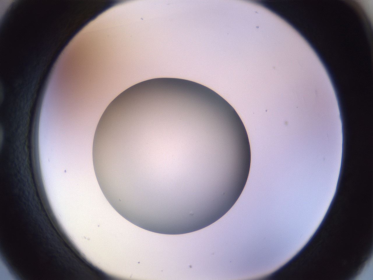 folderID451_plateID1451_batchID5526_wellNum26_profileID1_d1_r91829_ef.jpg