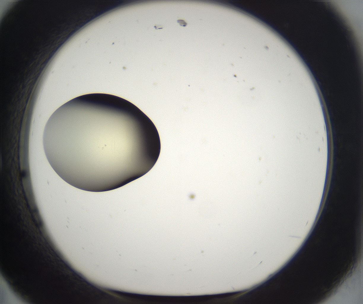 folderID203_plateID2203_batchID9977_wellNum11_profileID1_d1_r149665_ef.jpg