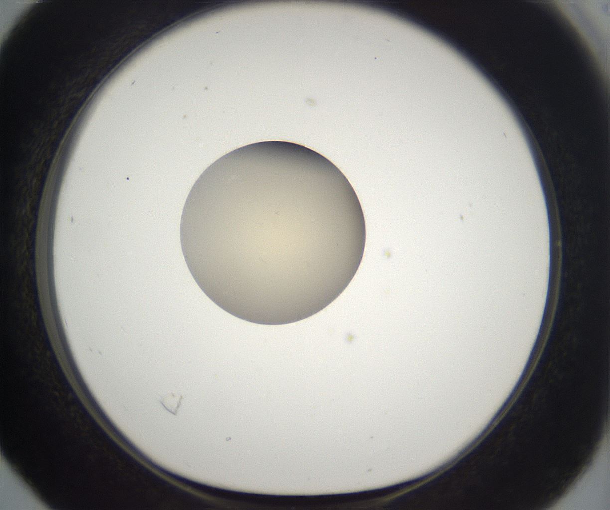 folderID203_plateID2203_batchID9977_wellNum16_profileID1_d1_r149670_ef.jpg