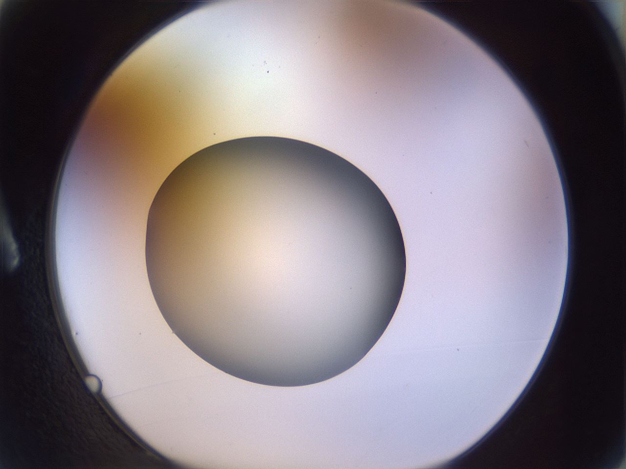 folderID451_plateID1451_batchID5526_wellNum2_profileID1_d1_r91805_ef.jpg