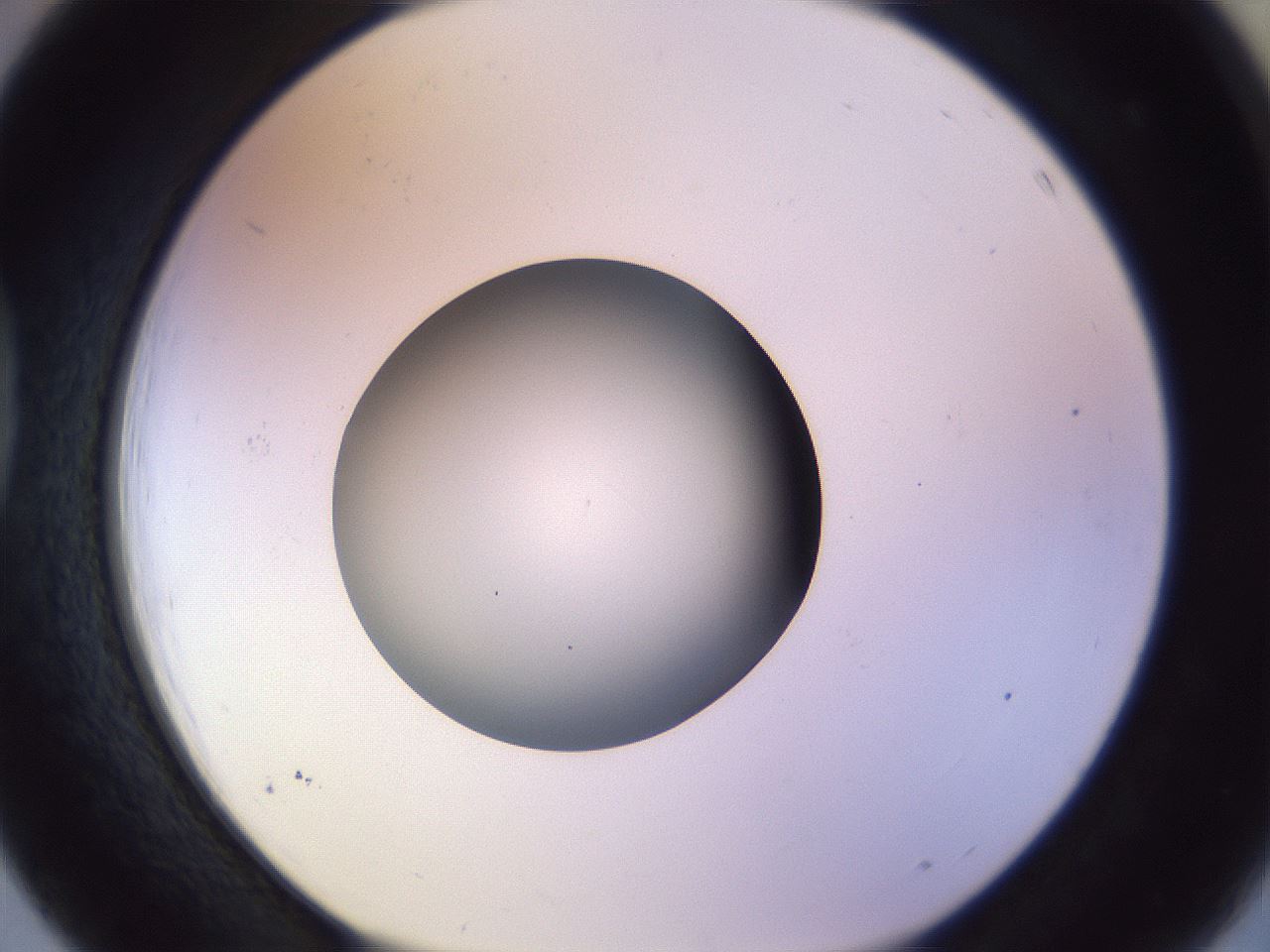 folderID451_plateID1451_batchID5526_wellNum39_profileID1_d1_r91842_ef.jpg