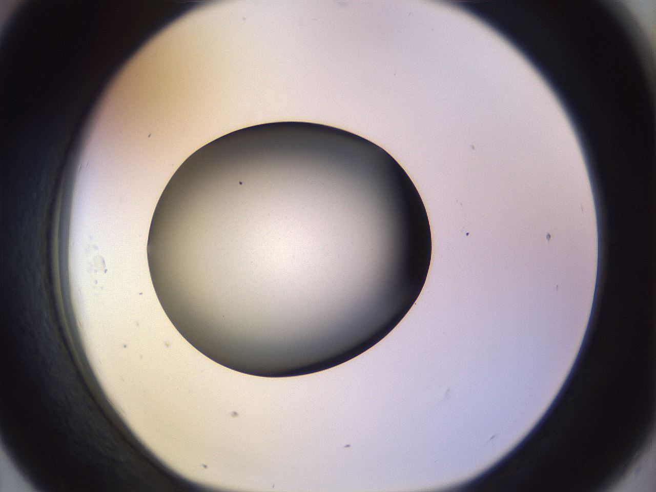 folderID451_plateID1451_batchID5526_wellNum43_profileID1_d1_r91846_ef.jpg