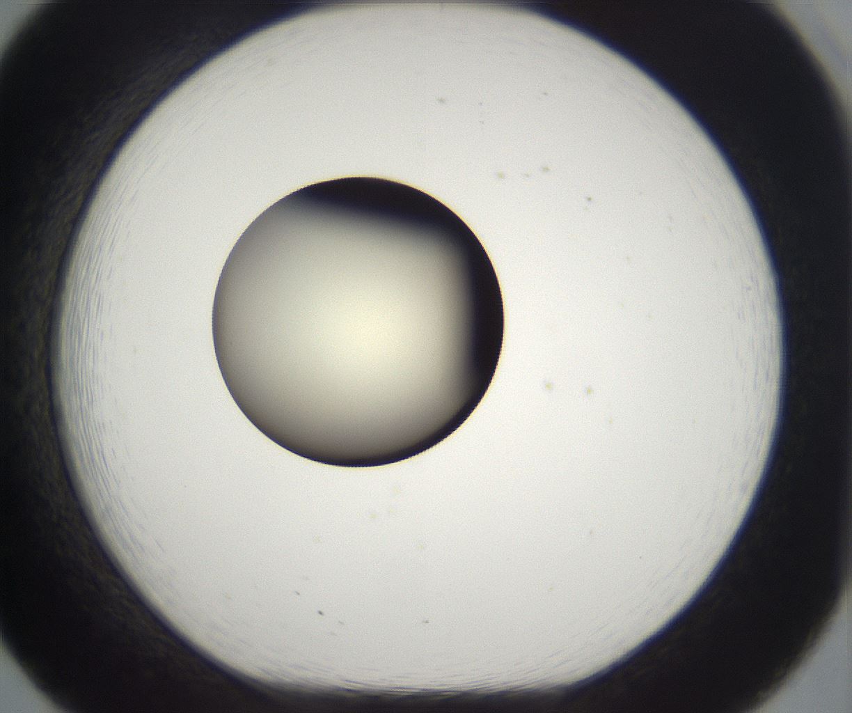 folderID203_plateID2203_batchID9977_wellNum20_profileID1_d1_r149674_ef.jpg