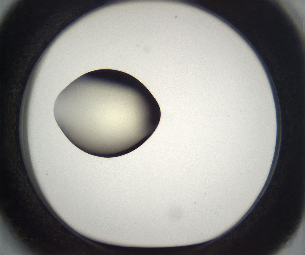 folderID203_plateID2203_batchID9977_wellNum27_profileID1_d1_r149681_ef.jpg