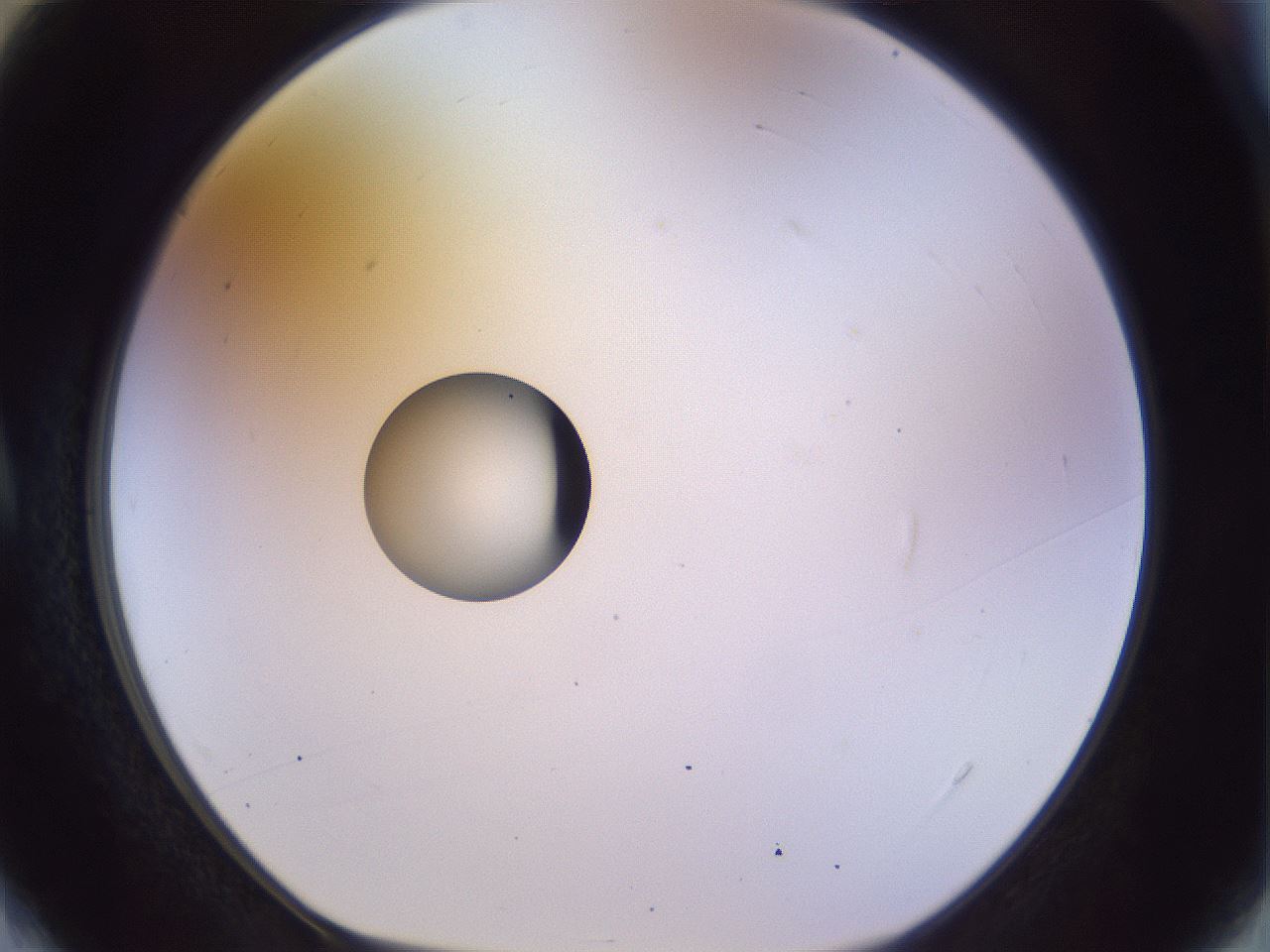 folderID451_plateID1451_batchID5526_wellNum4_profileID1_d1_r91807_ef.jpg