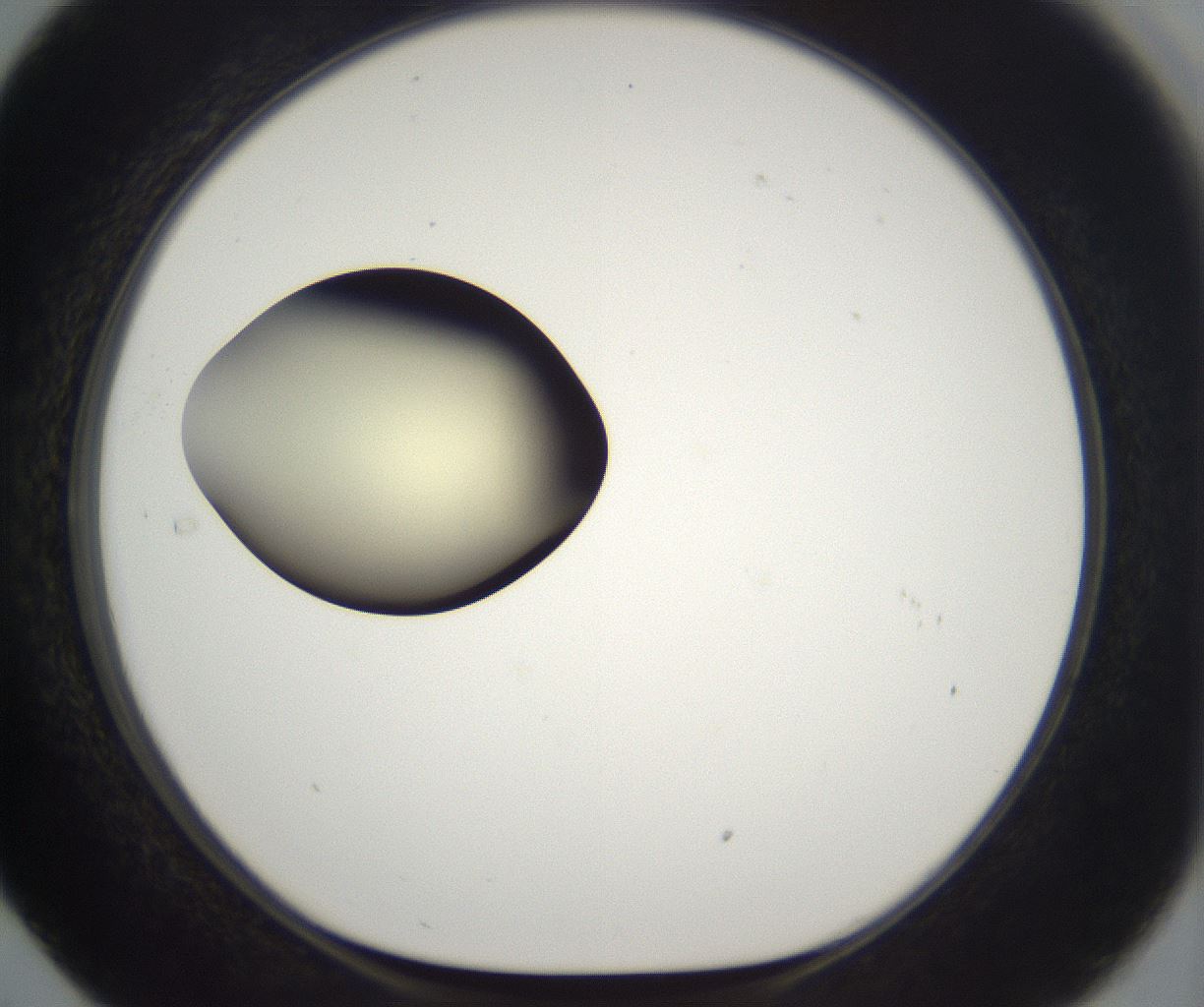folderID203_plateID2203_batchID9977_wellNum29_profileID1_d1_r149683_ef.jpg