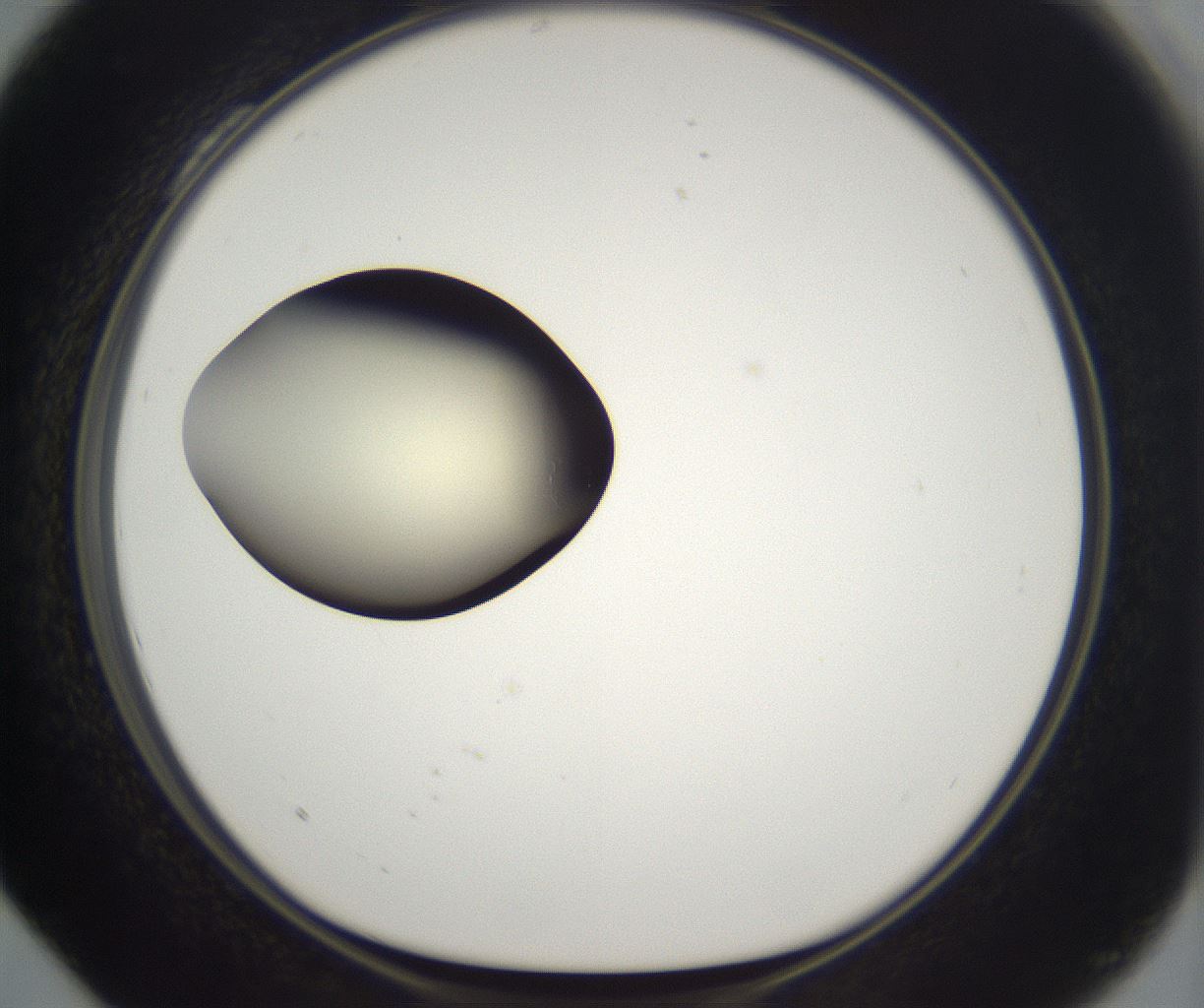 folderID203_plateID2203_batchID9977_wellNum28_profileID1_d1_r149682_ef.jpg