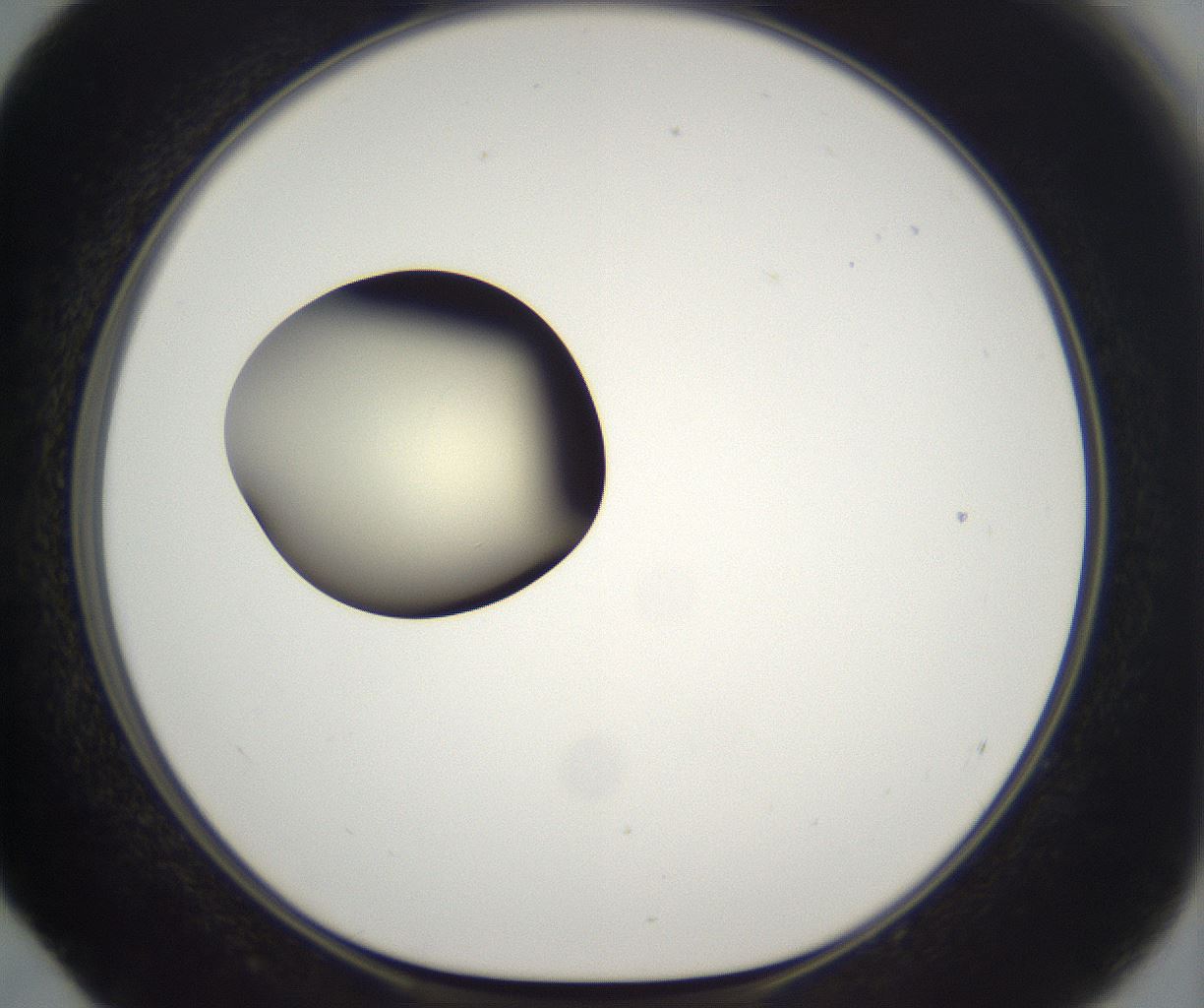 folderID203_plateID2203_batchID9977_wellNum52_profileID1_d1_r149706_ef.jpg