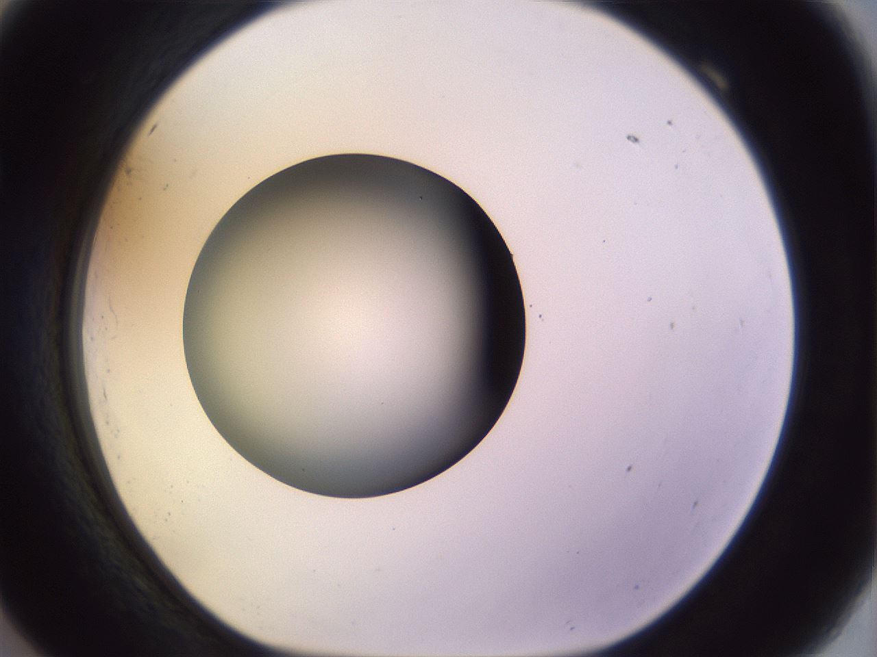 folderID451_plateID1451_batchID5526_wellNum69_profileID1_d1_r91872_ef.jpg