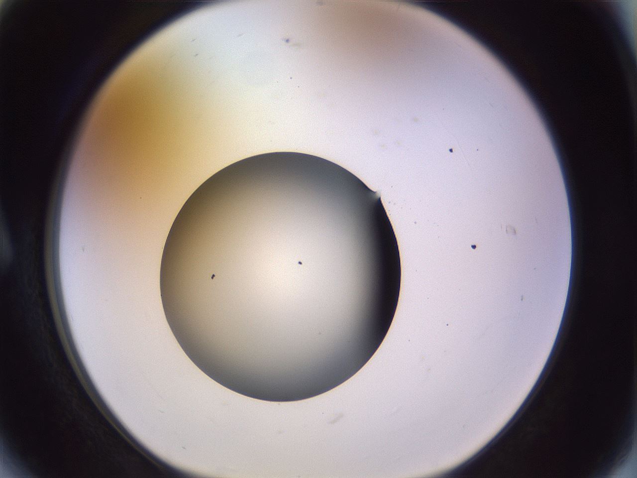 folderID451_plateID1451_batchID5526_wellNum6_profileID1_d1_r91809_ef.jpg