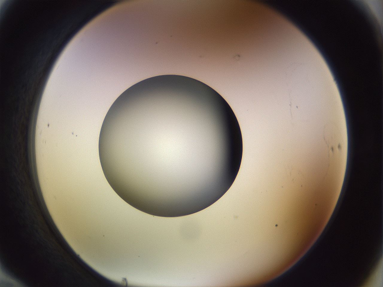 folderID451_plateID1451_batchID5526_wellNum70_profileID1_d1_r91873_ef.jpg