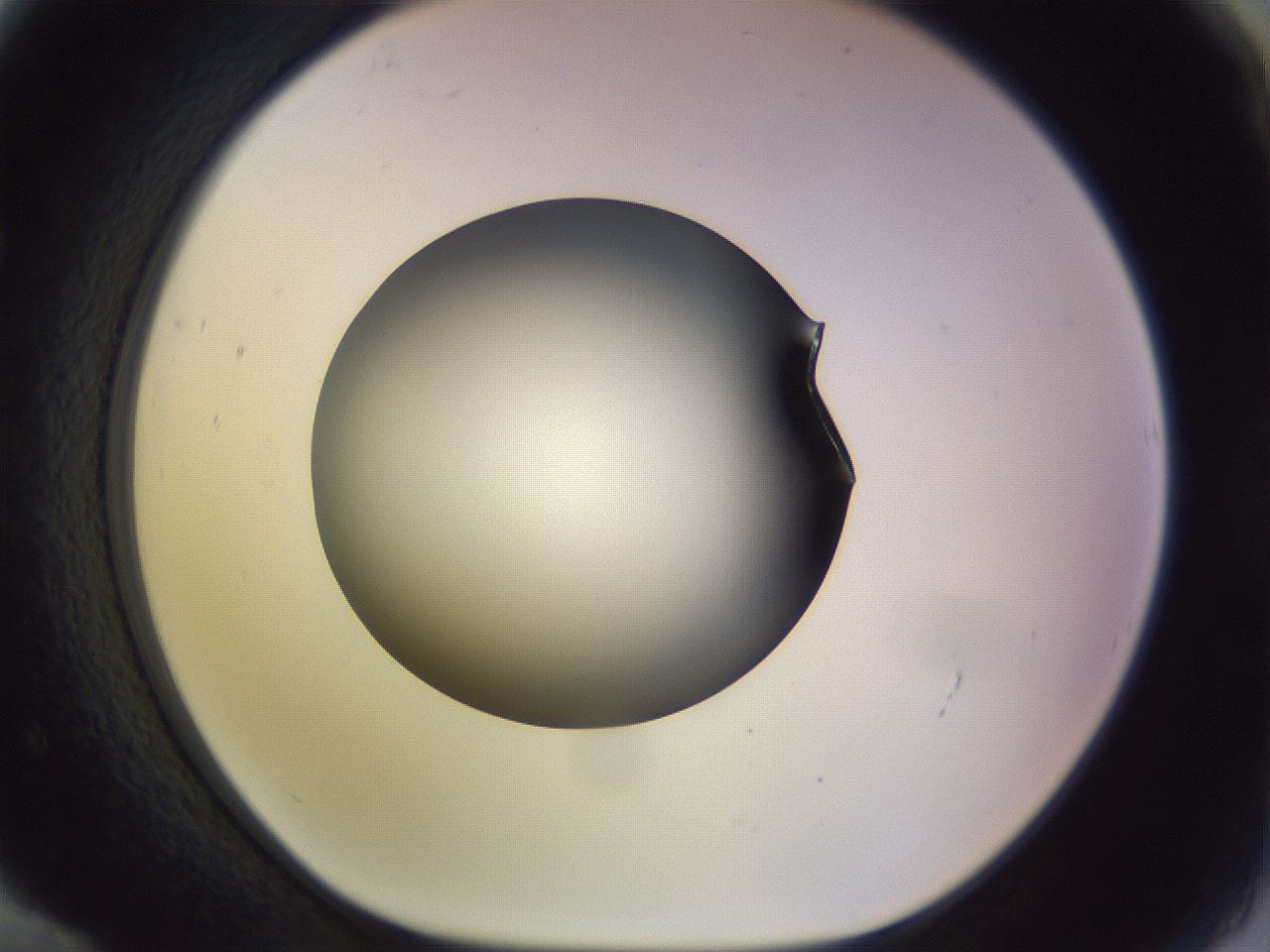 folderID451_plateID1451_batchID5526_wellNum72_profileID1_d1_r91875_ef.jpg