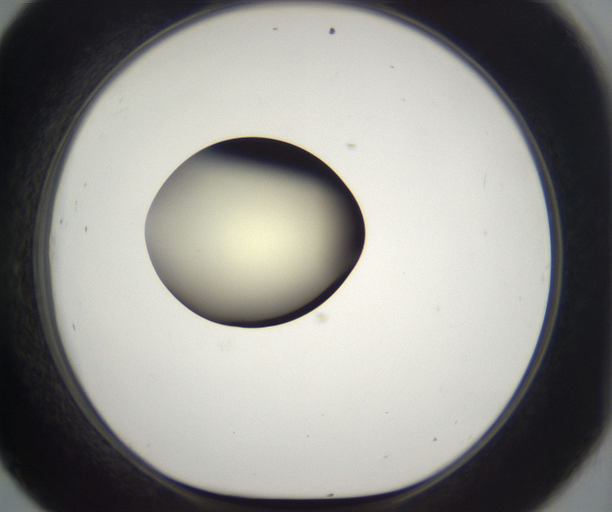 folderID203_plateID2203_batchID9977_wellNum45_profileID1_d1_r149699_ef.jpg