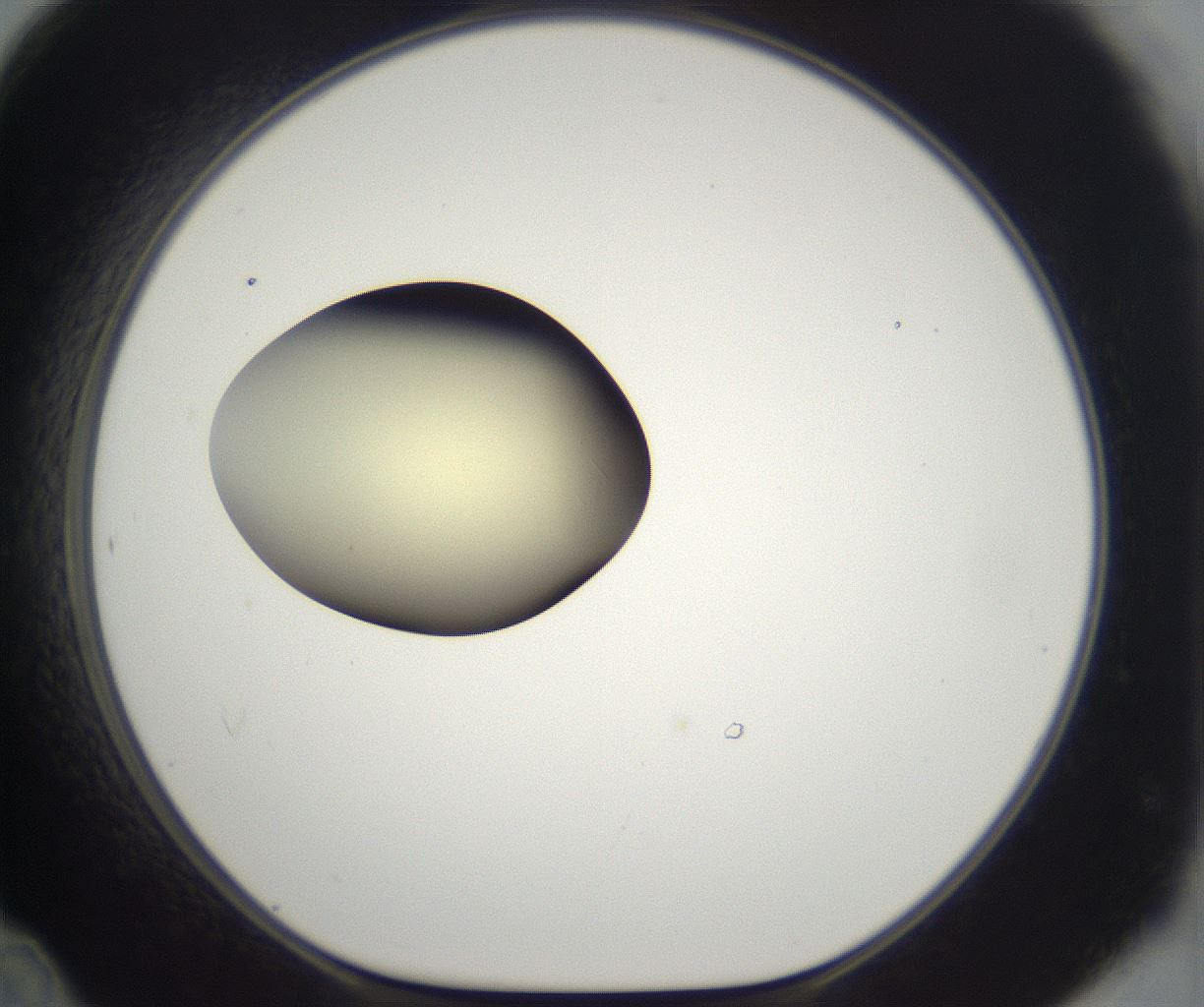 folderID203_plateID2203_batchID9977_wellNum48_profileID1_d1_r149702_ef.jpg