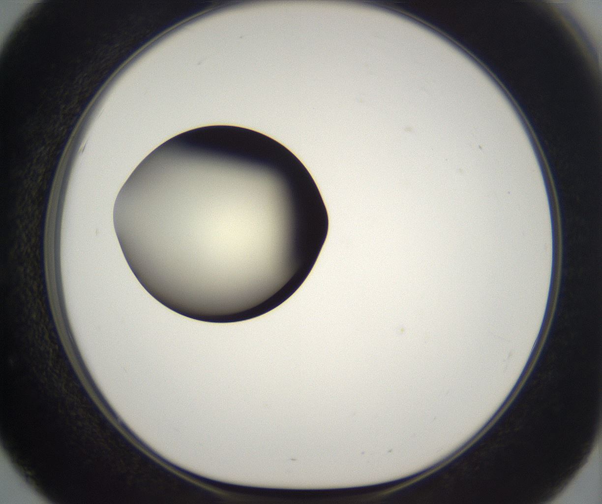 folderID203_plateID2203_batchID9977_wellNum51_profileID1_d1_r149705_ef.jpg