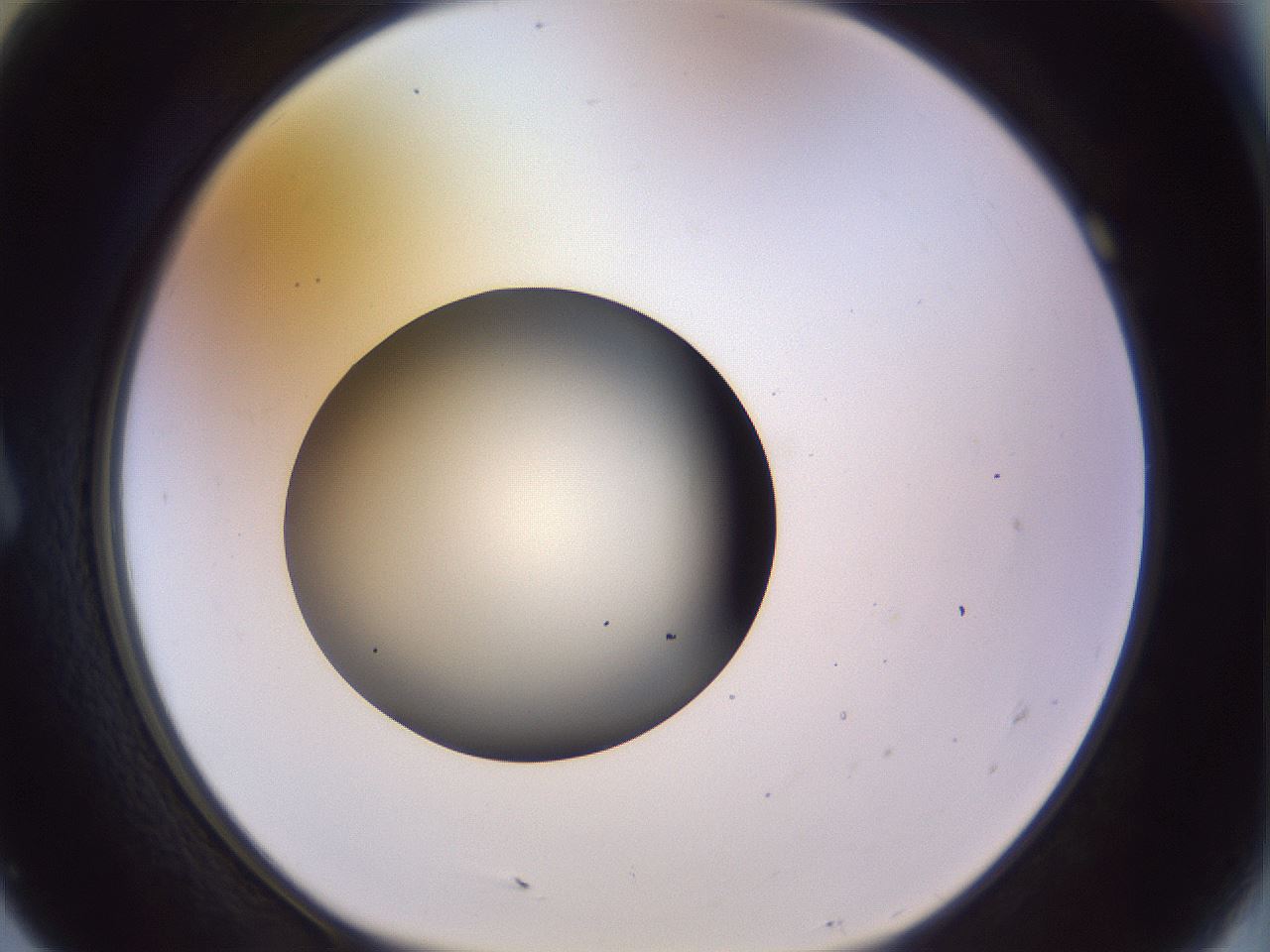folderID451_plateID1451_batchID5526_wellNum7_profileID1_d1_r91810_ef.jpg