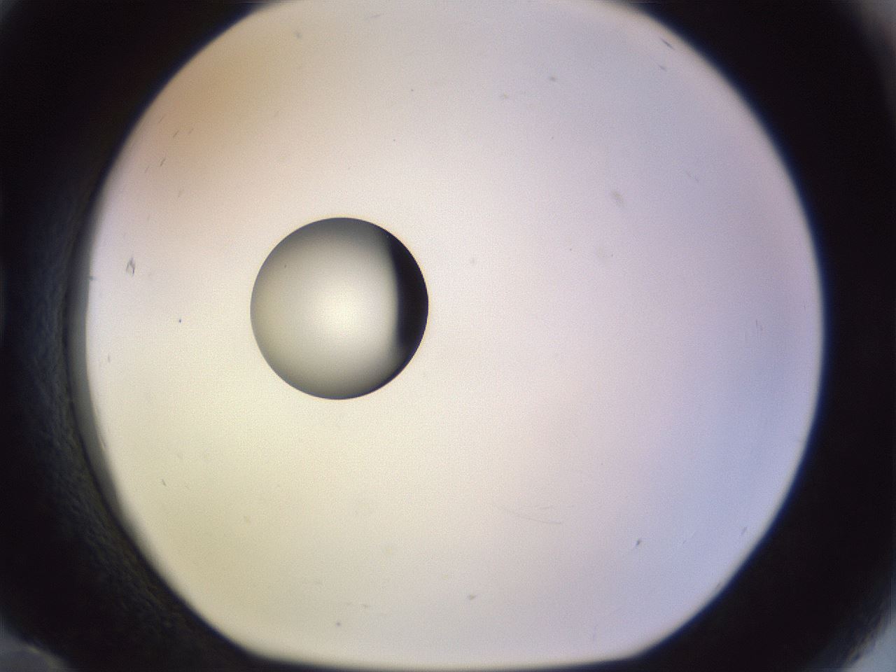 folderID451_plateID1451_batchID5526_wellNum84_profileID1_d1_r91887_ef.jpg