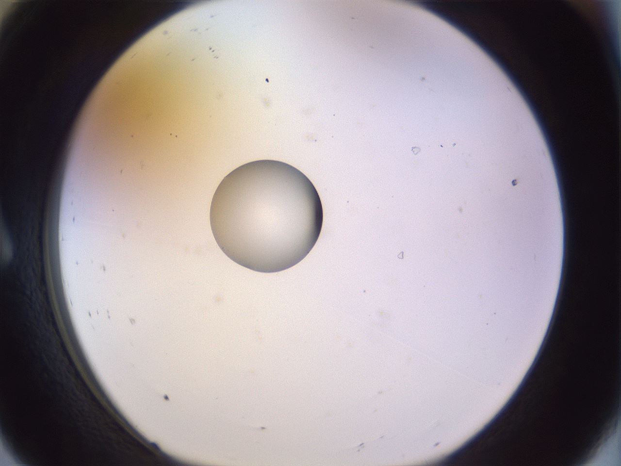 folderID451_plateID1451_batchID5526_wellNum8_profileID1_d1_r91811_ef.jpg