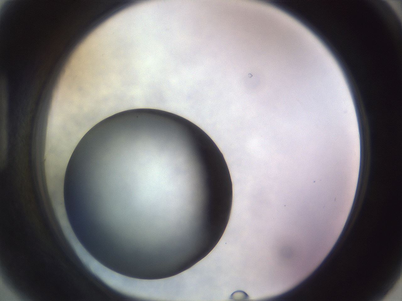 folderID451_plateID1451_batchID5526_wellNum90_profileID1_d1_r91893_ef.jpg