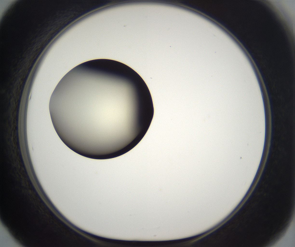 folderID203_plateID2203_batchID9977_wellNum53_profileID1_d1_r149707_ef.jpg