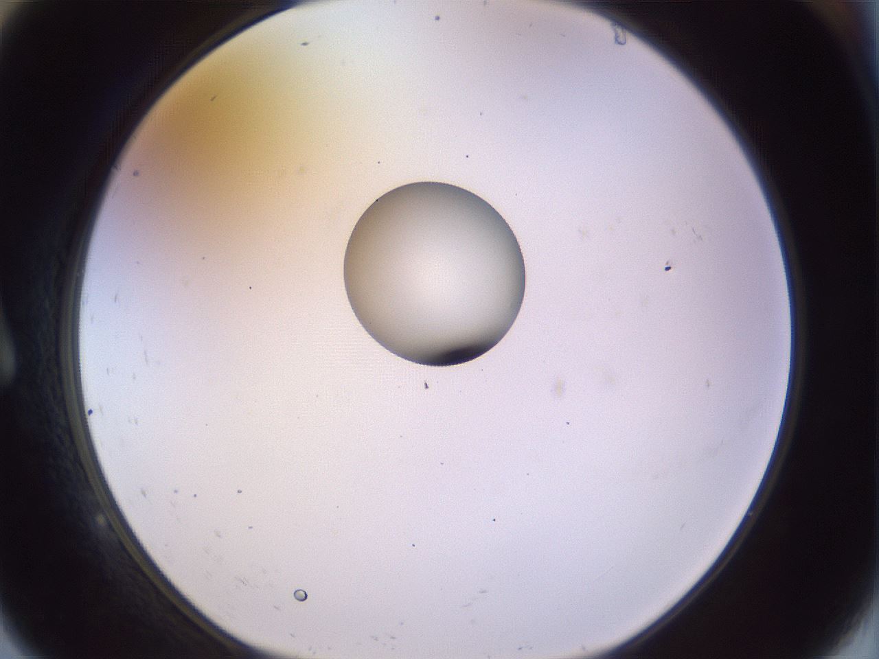 folderID451_plateID1451_batchID5526_wellNum9_profileID1_d1_r91812_ef.jpg