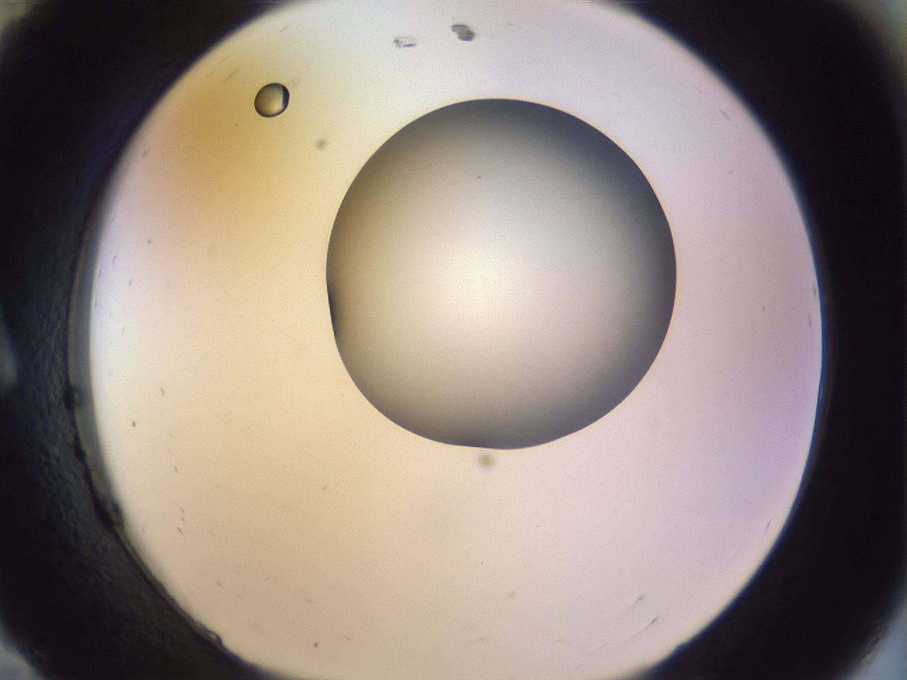 folderID452_plateID1452_batchID5530_wellNum11_profileID1_d1_r92198_ef.jpg