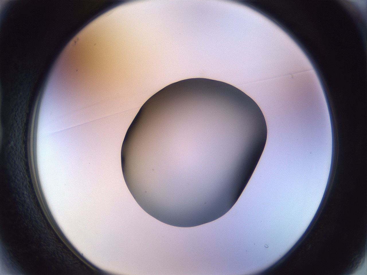folderID452_plateID1452_batchID5530_wellNum13_profileID1_d1_r92200_ef.jpg