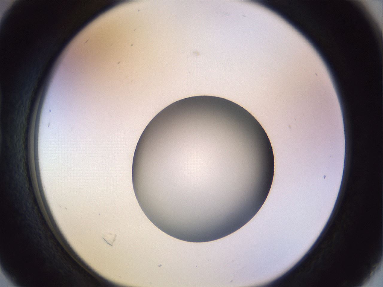 folderID452_plateID1452_batchID5530_wellNum16_profileID1_d1_r92203_ef.jpg