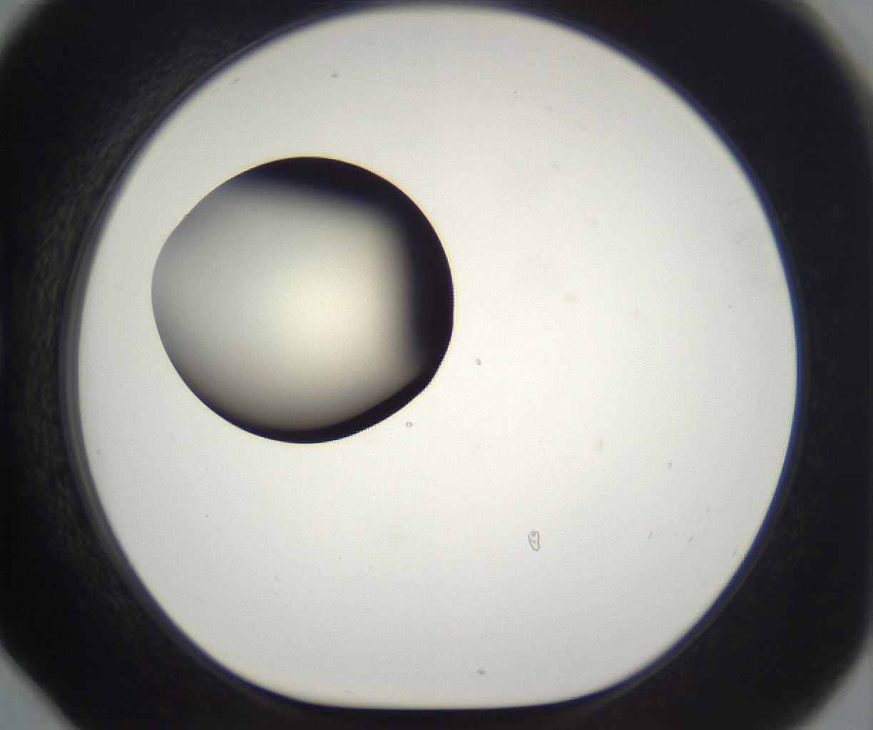 folderID203_plateID2203_batchID9977_wellNum78_profileID1_d1_r149732_ef.jpg