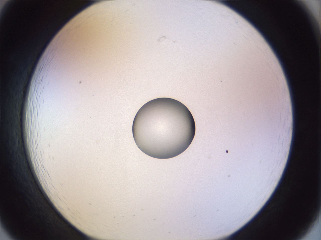 folderID451_plateID1451_batchID5526_wellNum19_profileID1_d1_r91822_ef.jpg