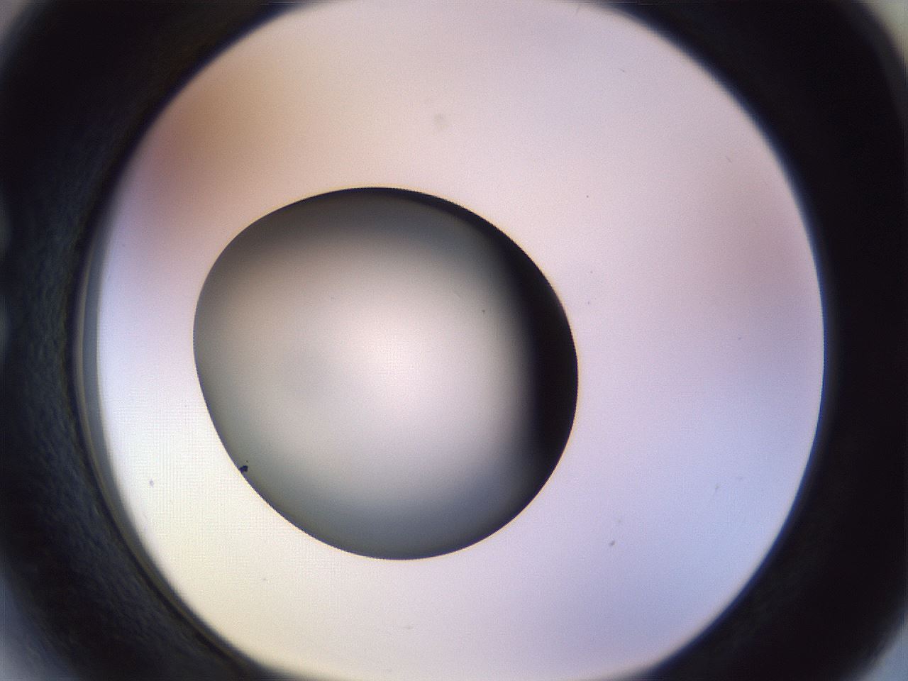 folderID451_plateID1451_batchID5526_wellNum27_profileID1_d1_r91830_ef.jpg