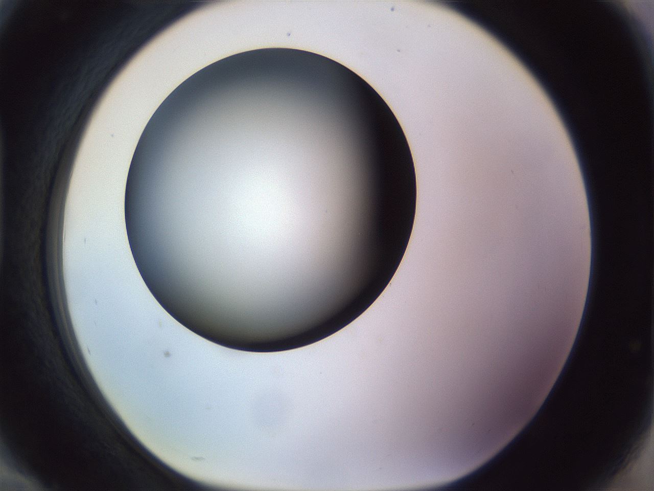 folderID451_plateID1451_batchID5526_wellNum94_profileID1_d1_r91897_ef.jpg