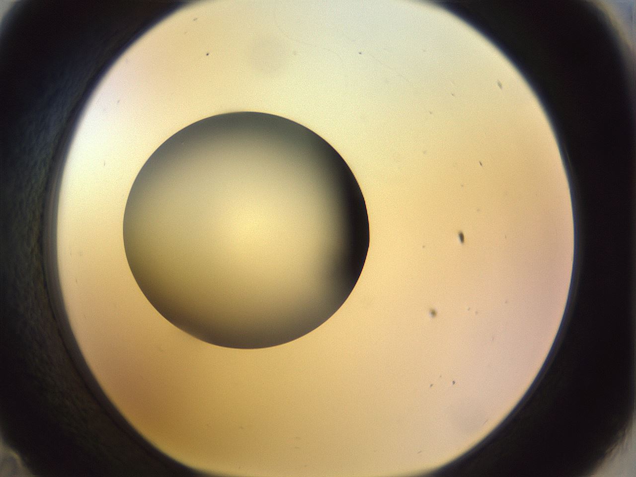 folderID452_plateID1452_batchID5530_wellNum35_profileID1_d1_r92222_ef.jpg