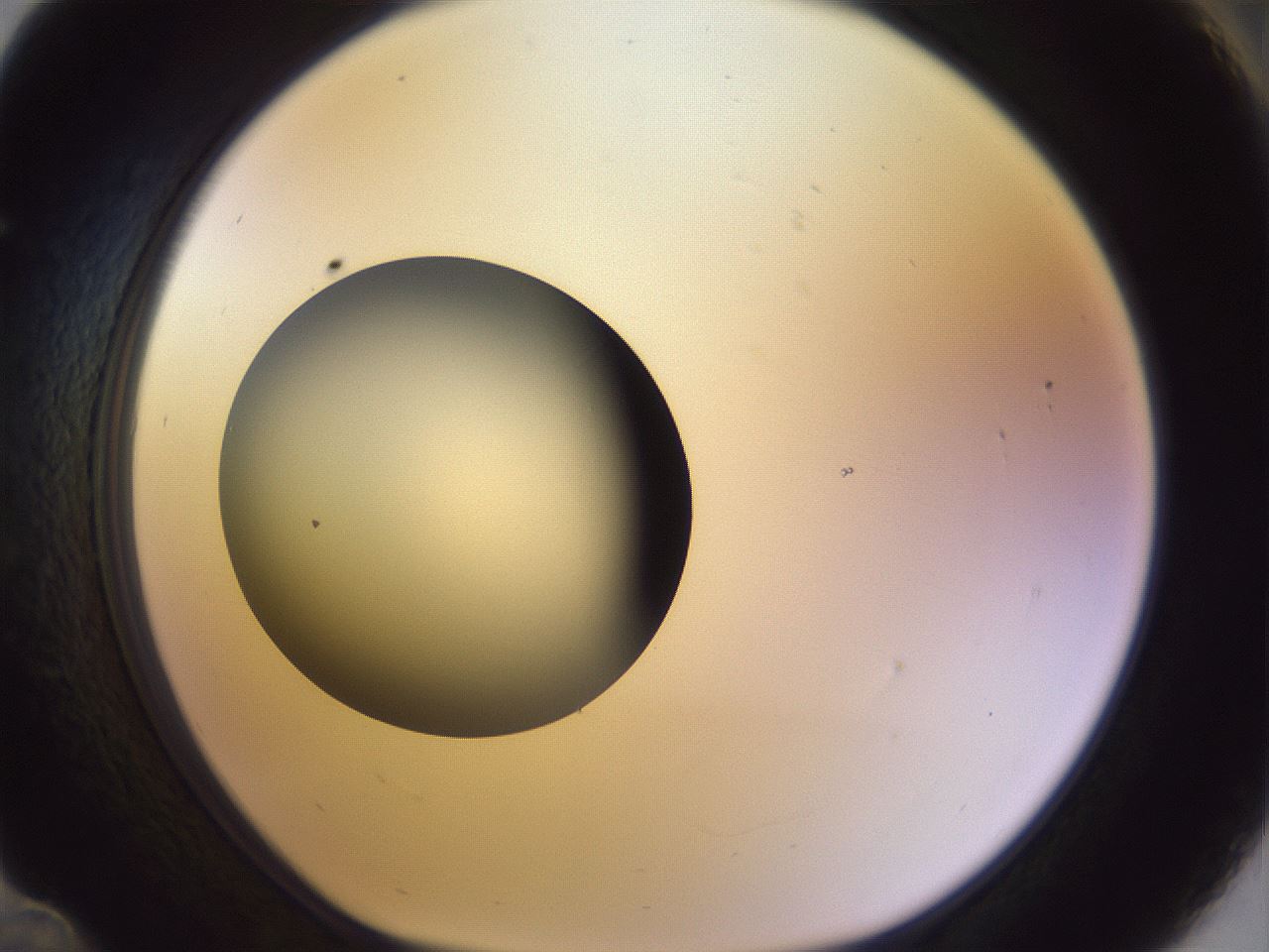 folderID452_plateID1452_batchID5530_wellNum36_profileID1_d1_r92223_ef.jpg