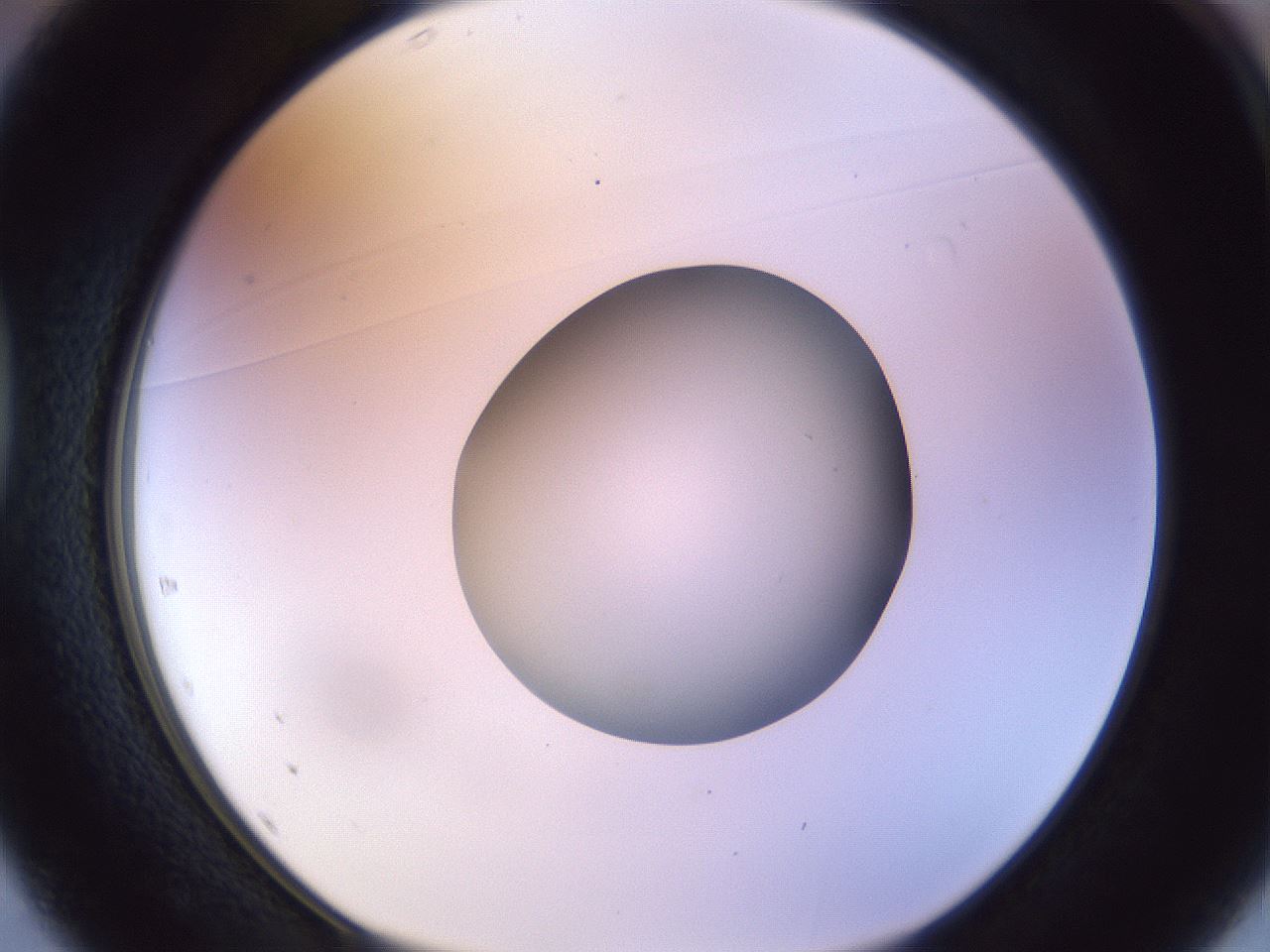 folderID452_plateID1452_batchID5530_wellNum37_profileID1_d1_r92224_ef.jpg