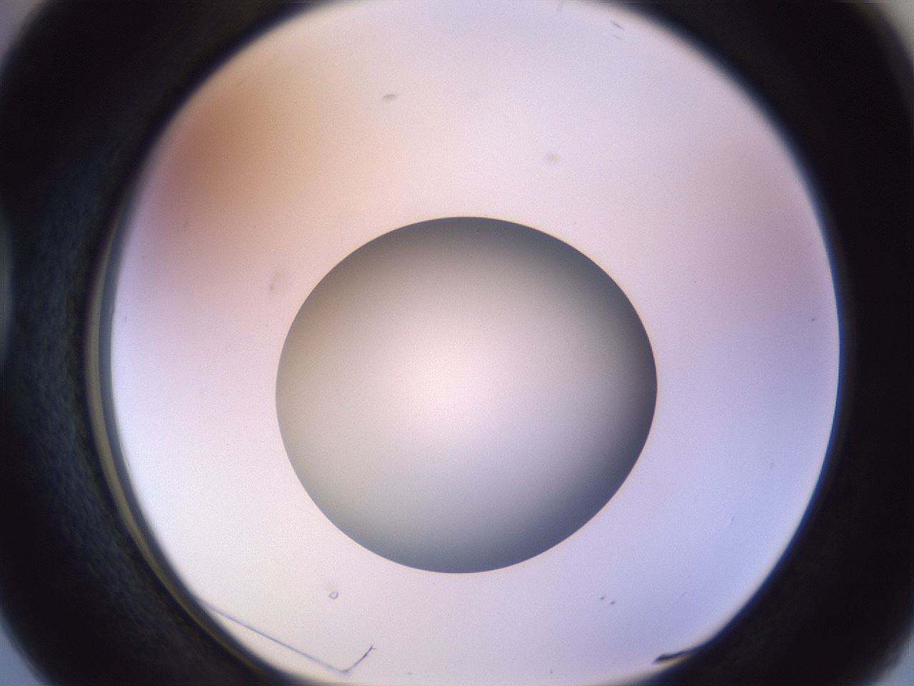 folderID452_plateID1452_batchID5530_wellNum38_profileID1_d1_r92225_ef.jpg