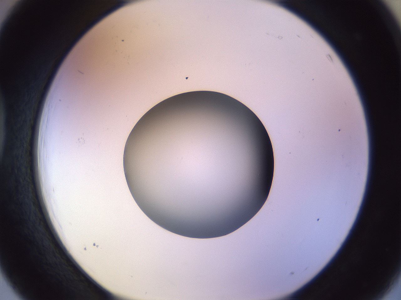 folderID452_plateID1452_batchID5530_wellNum39_profileID1_d1_r92226_ef.jpg