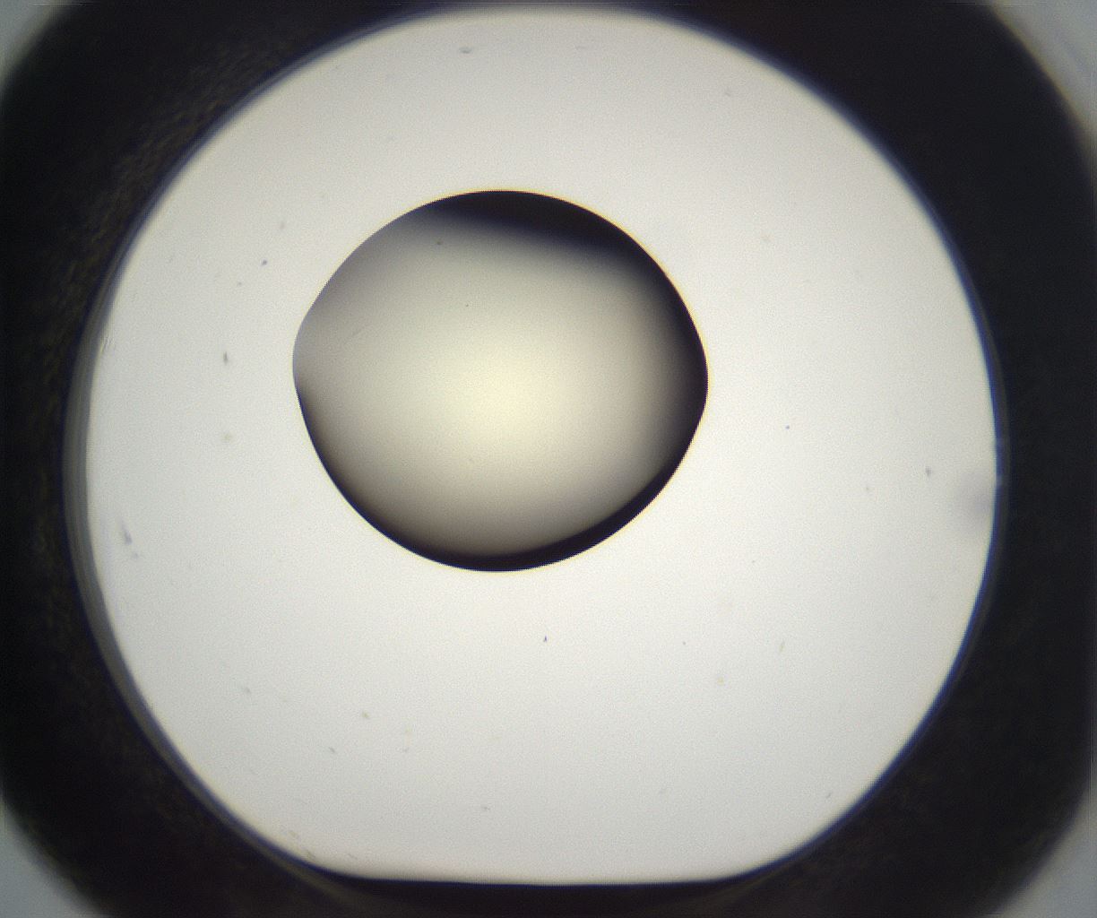 folderID203_plateID2203_batchID9977_wellNum91_profileID1_d1_r149745_ef.jpg