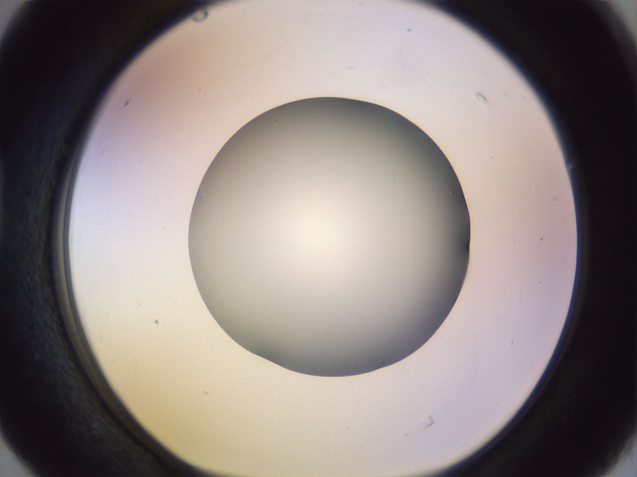 folderID452_plateID1452_batchID5530_wellNum40_profileID1_d1_r92227_ef.jpg