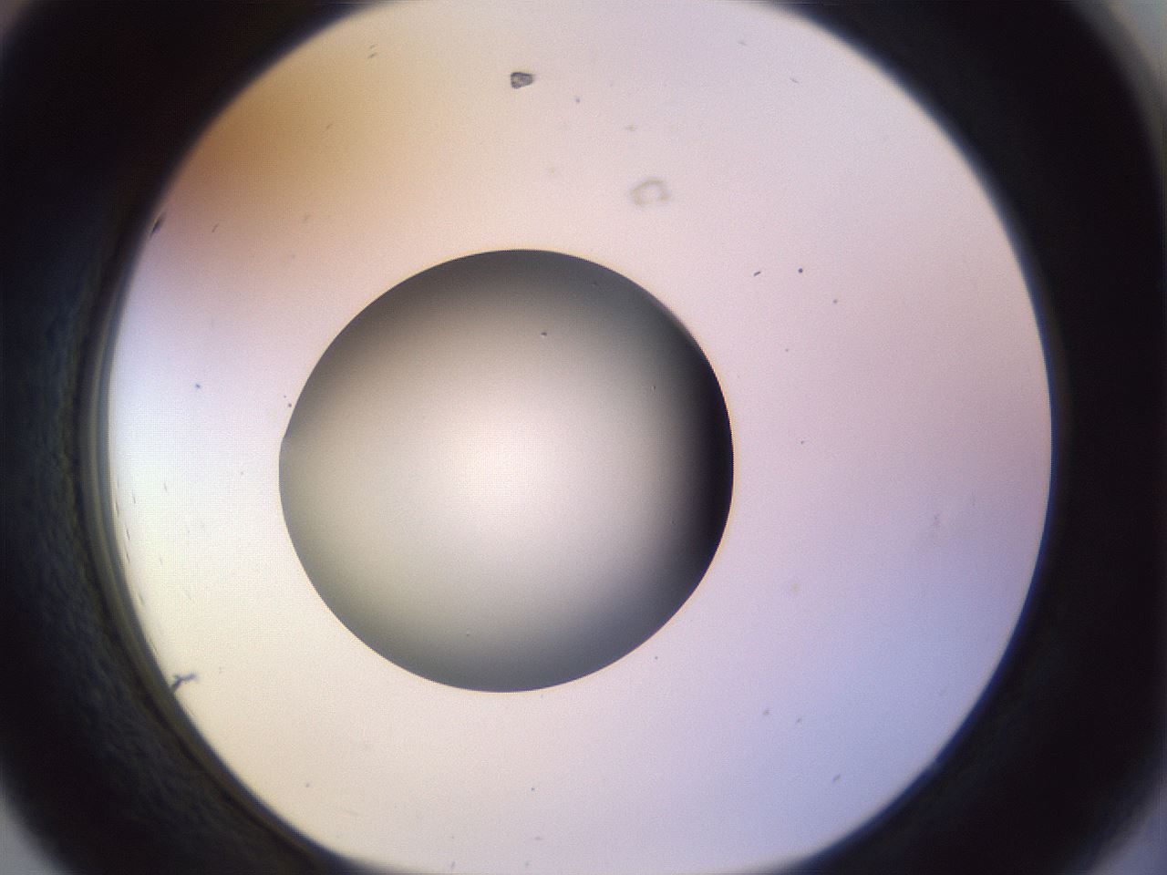 folderID452_plateID1452_batchID5530_wellNum44_profileID1_d1_r92231_ef.jpg