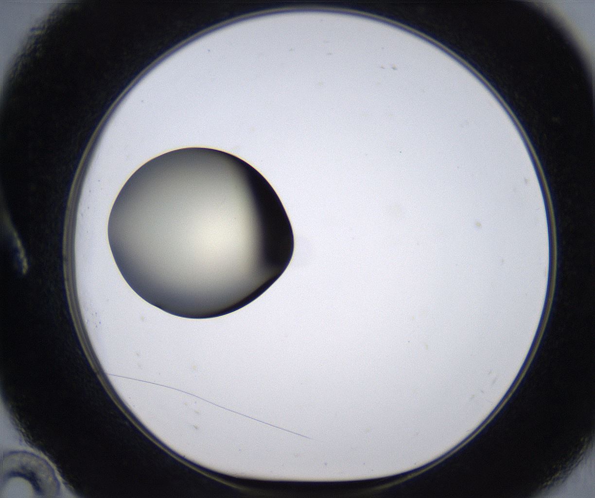 folderID204_plateID2204_batchID9975_wellNum10_profileID1_d1_r149568_ef.jpg