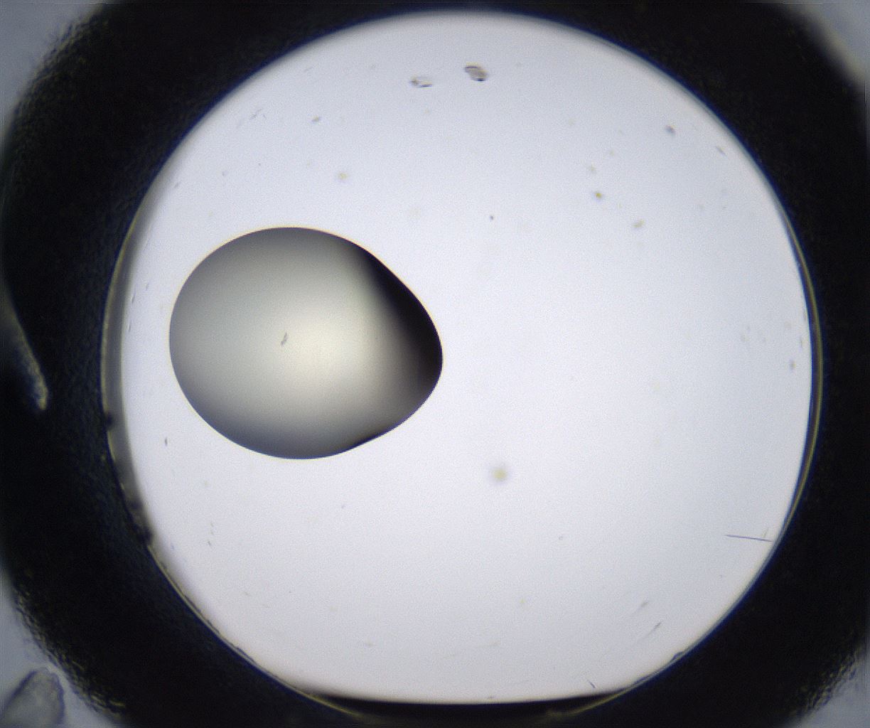 folderID204_plateID2204_batchID9975_wellNum11_profileID1_d1_r149569_ef.jpg