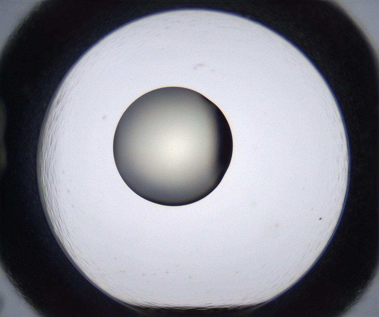 folderID204_plateID2204_batchID9975_wellNum19_profileID1_d1_r149577_ef.jpg