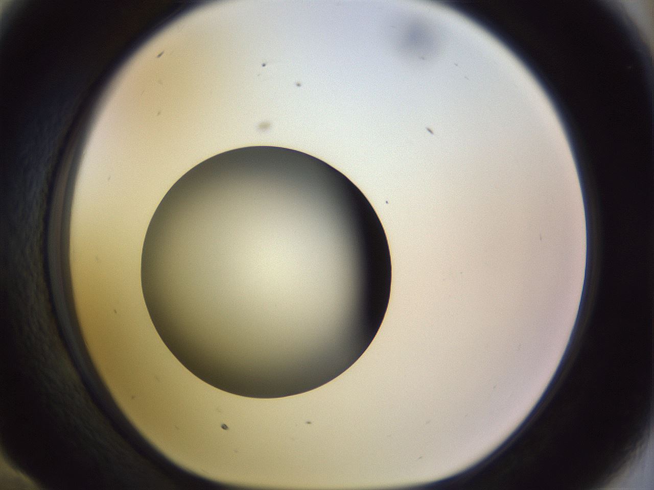 folderID452_plateID1452_batchID5530_wellNum58_profileID1_d1_r92245_ef.jpg