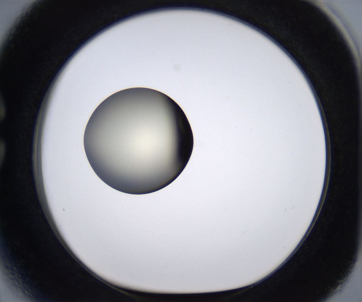 folderID204_plateID2204_batchID9975_wellNum27_profileID1_d1_r149585_ef.jpg