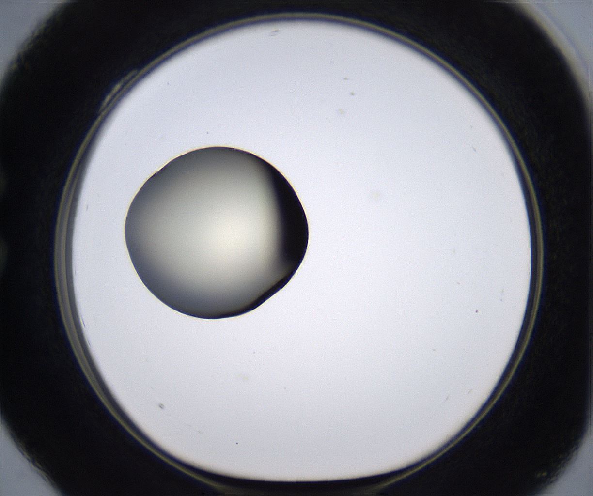 folderID204_plateID2204_batchID9975_wellNum28_profileID1_d1_r149586_ef.jpg